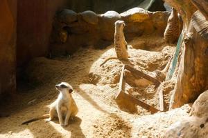 selektiv fokus av meerkats vem är avkopplande i deras burar i de eftermiddag. foto