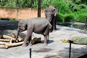 selektiv fokus av sumatran elefanter vem är avkopplande i deras burar i de eftermiddag. foto