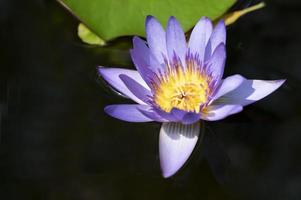 årgång stil lotus blomma för natur bakgrund foto