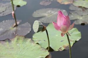 årgång stil lotus damm för bakgrund foto