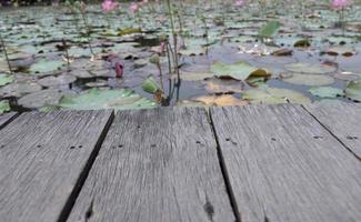 trä- tabell på lotus damm fält bakgrund - natur foto