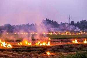 jordbruks avfall brinnande orsak av smog och förorening. ånga produceras förbi de förbränning av hö och ris sugrör i jordbruks fält. pm 2.5 damm i lantbruk på lantlig thailand. foto