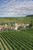 vin by av achkarren,kaiserstuhl vin region, svart skog, Tyskland foto