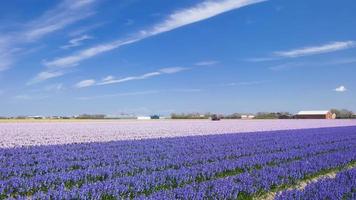 blomma fält stänga till Lisse, Nederländerna foto