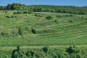 traditionell vin terrasser på kaiserstuhl vin region, svart skog, Tyskland foto