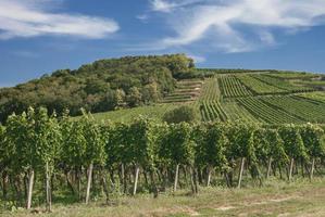 vingård landskap i kaiserstuhl vin region, svart skog, Tyskland foto