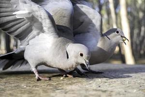 duvor äter i en skog foto