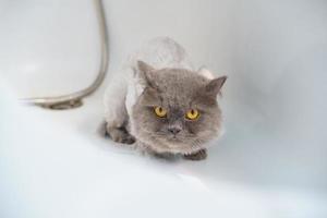 arg katt i badkaret foto