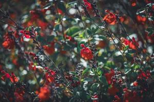 små röda blommor i ett fält foto