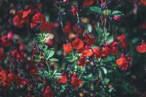 små röda blommor av salvia foto