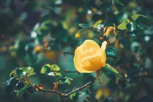 gul blomma av en mini rosbuske
