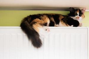 katt lögner på en uppvärmning radiator på en kall dag. foto