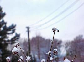 små klunga grupp av lila japansk skönhetsbär callicarpa japonica. frukt boll på torr brun spridning tunn pinne gren av växt buske med vinter- snö. foto