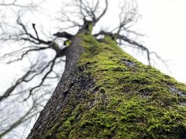 mossa på en träd stänga upp. träd trunk. jätte träd sett från Nedan och sett på de himmel. symbol av styrka och styrka foto