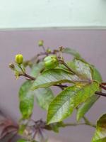 jatropha gossypiifolia, vanligen känd som magont buske, svart fysiknöt eller bomullsblad fysiknöt, är ett etnobotaniska växt den där kan vara Begagnade som en källa av traditionell medicin foto