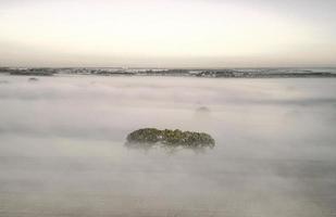 trädtopparna ovan tidigt morgon- dimma foto