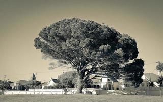 jätte afrikanskt träd i parken, Kapstaden, Sydafrika. foto