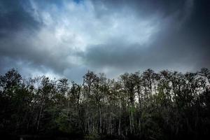 ser upp över de cypress träd i till de himmel foto