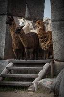 grupp av alpacas foto