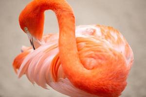 rosa flamingo grooming foto