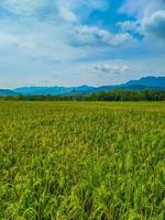 landskap av vete fält bruka fält och blå himmel. foto