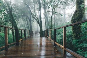 skön regn skog eller montain skog med trä- bro på ang ka natur spår foto
