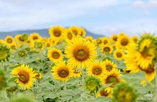 skön solros blomma blomning i solrosor fält. populär turist attraktioner av lopburi provins. foto