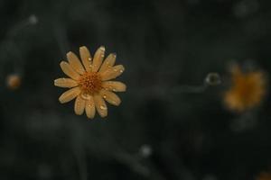 gul allmänning daisy blomma på årgång bakgrund, foto