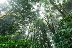 skön regn skog eller montain skog på ang ka natur spår i doi Inthanon foto