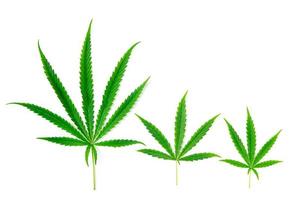 tre cannabis löv isolerat på vit bakgrund foto