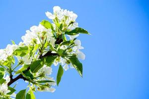 blomning äpple träd gren i trädgård på blå himmel bakgrund. vår körsbär blommor stänga upp. foto