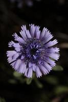 blå vild blomma blomma stänga upp botanisk bakgrund globularia alipum familj Plantaginaceae stor storlek hög kvalitet omedelbar skriva ut foto