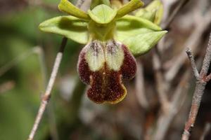 vild orkide blomma blomma stänga upp botanisk bakgrund ophrys fusca familj orchidaceae hög kvalitet stor storlek skriva ut foto