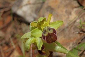 vild orkide blomma blomma stänga upp botanisk bakgrund ophrys fusca familj orchidaceae hög kvalitet stor storlek skriva ut foto