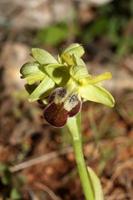 vild orkide blomma blomma stänga upp botanisk bakgrund ophrys fusca familj orchidaceae hög kvalitet stor storlek skriva ut foto