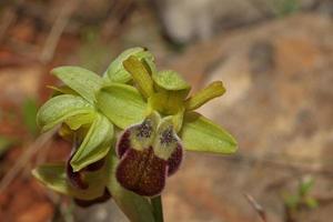 vild orkide blomma blomma stänga upp botanisk bakgrund ophrys fusca familj orchidaceae hög kvalitet stor storlek skriva ut foto