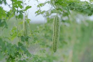 färsk bitter kalebass eller bitter melon tillväxt på träd i organisk vegetabiliska bruka foto