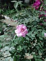rosa blommor i trädgården foto