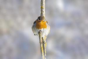 robin sitter på en gren och sola i vinter- foto