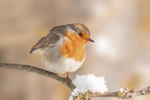 en robin sitter på en snöig gren i vinter- foto