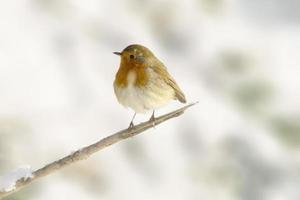 robin sitter på en gren och sola i vinter- foto