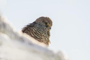 kestrel sittpinnar på en snöig gren på en träd i vinter- foto