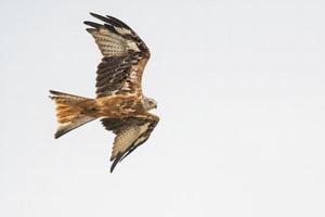 röd drake flugor i de blå himmel ser för byte foto