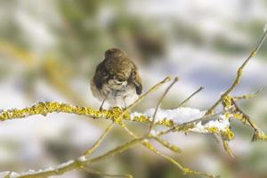 en robin sitter på en snöig gren i vinter- foto