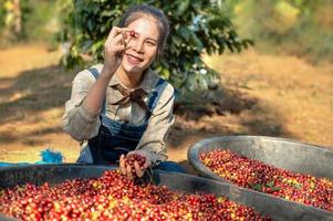 asiatisk kvinna plockning upp rå kaffe böna på bruka foto