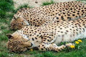 två gepard katter sovande i de gräs, acinonyx jubatus. foto