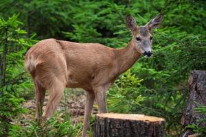 rom rådjur i skog, capreolus capreolus. vild rom rådjur i natur. foto