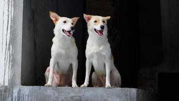 ansikte av gata hund bild foto