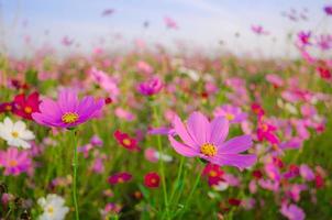 kosmos blommor fält foto