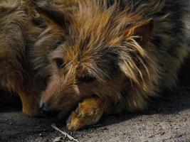 närbild porträtt av en söt ledsen blandras hund liggande på en jord foto